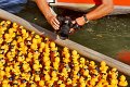 Maschseefest   539